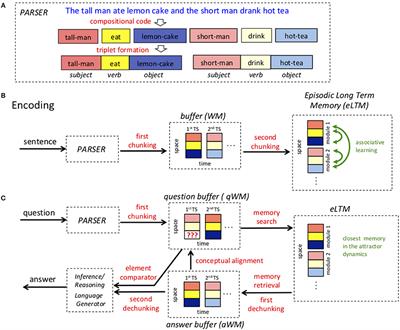 How the Brain Represents Language and Answers Questions? Using an AI System to Understand the Underlying Neurobiological Mechanisms